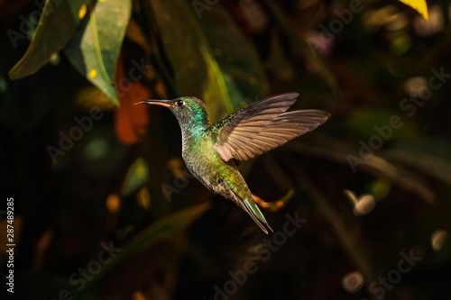 Fotografie Lindo Beija-Flor Colibri verde voando