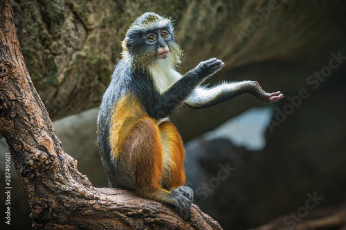 Wolf's Monkey in the Bronx Zoo