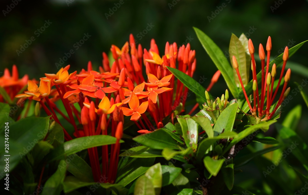 Vibrant orange ixora under sunlight, selective focus Vibrant orange ixora under sunlight, selective focus