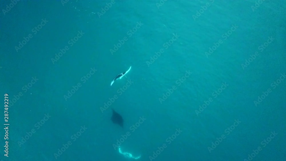 Fiji - Filming Mantarays with the drone part 2 Fiji - Filming Mantarays with the drone part 2