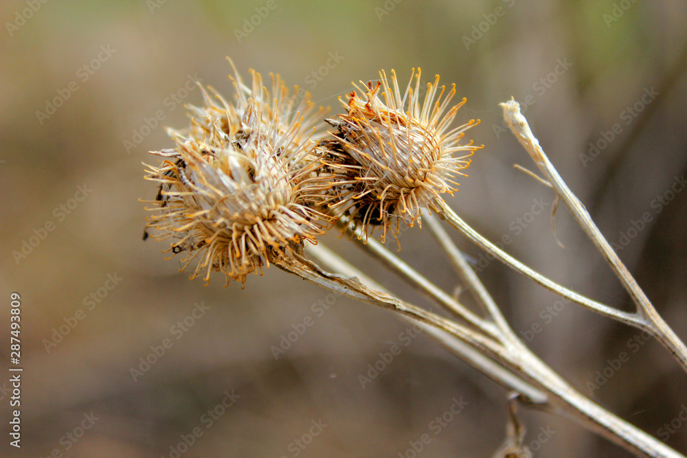 dry autumn spines of dried burdock