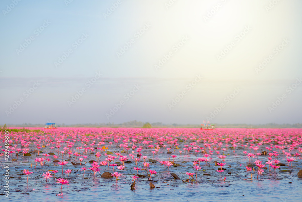 Naklejka premium Pink water lily with purple flowers bloom on lake