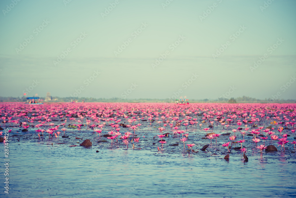 Naklejka premium Pink water lily with purple flowers bloom on lake