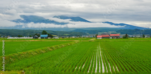 Beautiful rice field in Akita, Japan