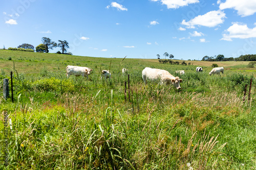 Cow 2