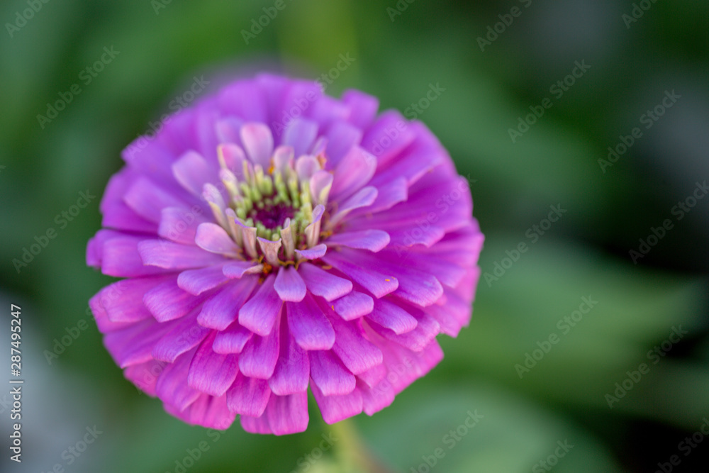 Obraz premium flower in the garden
