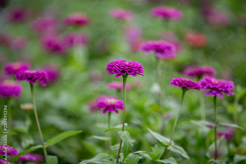Fototapeta premium flower in the garden