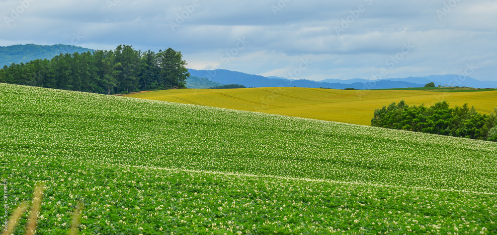 Beautiful rural scenery at summer day