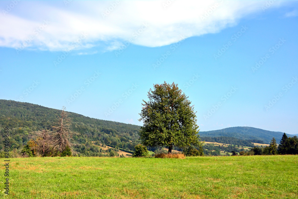 Fototapeta premium Lonely tree in the field.