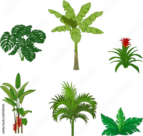 Set of tropical plants on white background