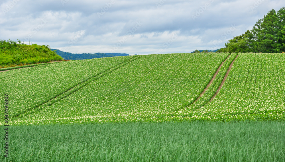 Beautiful rural scenery at summer day Beautiful rural scenery at summer day