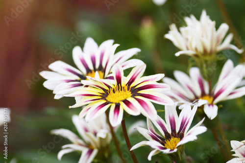 ガザニアの花