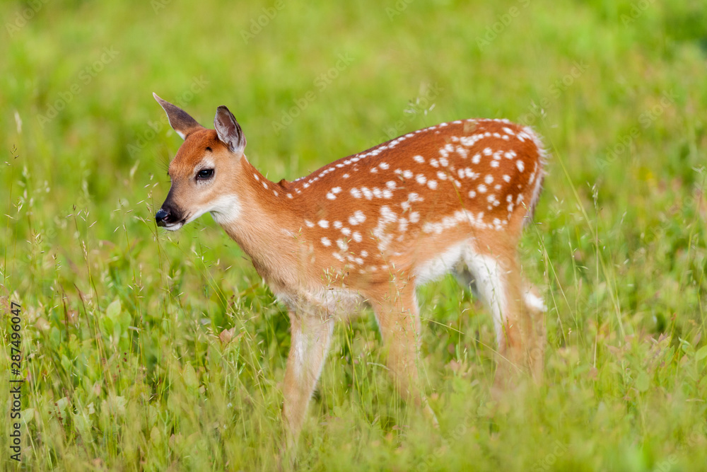 Whitetail deer fawn in meadow Whitetail deer fawn in meadow