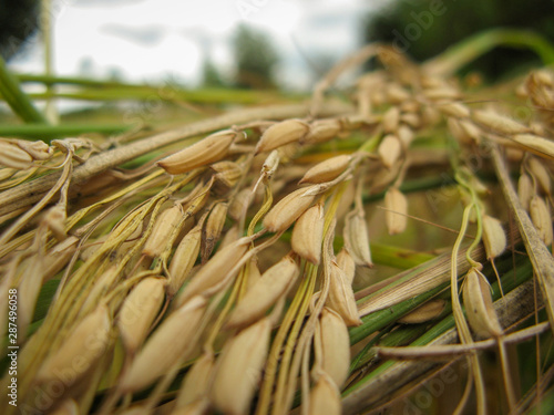 Harvesting ripe rice ears on field. Close up of drying ripe rice ears with blurred background.
