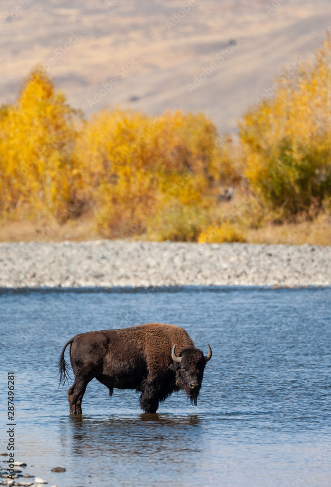 Bison wades in river in front of a stand of Aspens in the Lamar Valley, Yellowstone National Park Bison wades in river in front of a stand of Aspens in the Lamar Valley, Yellowstone National Park