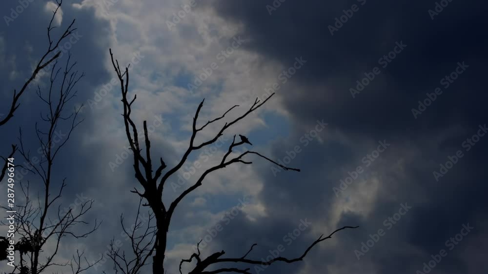 Silhouette of small bird flying away from perch on leafless branch.. 10 sec/ 60 fps. 40% original speed. Distant. Clip. 1. Silhouette of small bird flying away from perch on leafless branch.. 10 sec/ 60 fps. 40% original speed. Distant. Clip. 1.