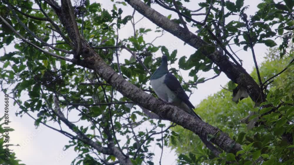 A Kereru sitting high on a branch in a tree. A Kereru sitting high on a branch in a tree.