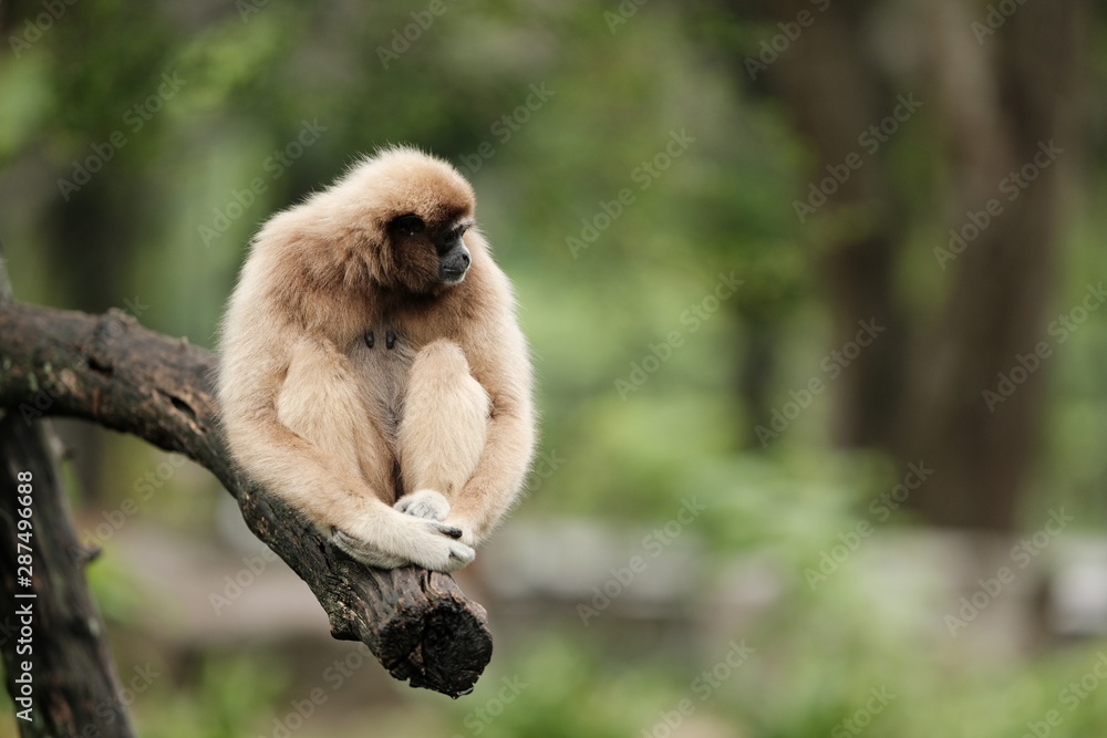 Obraz premium Close up Monkey 