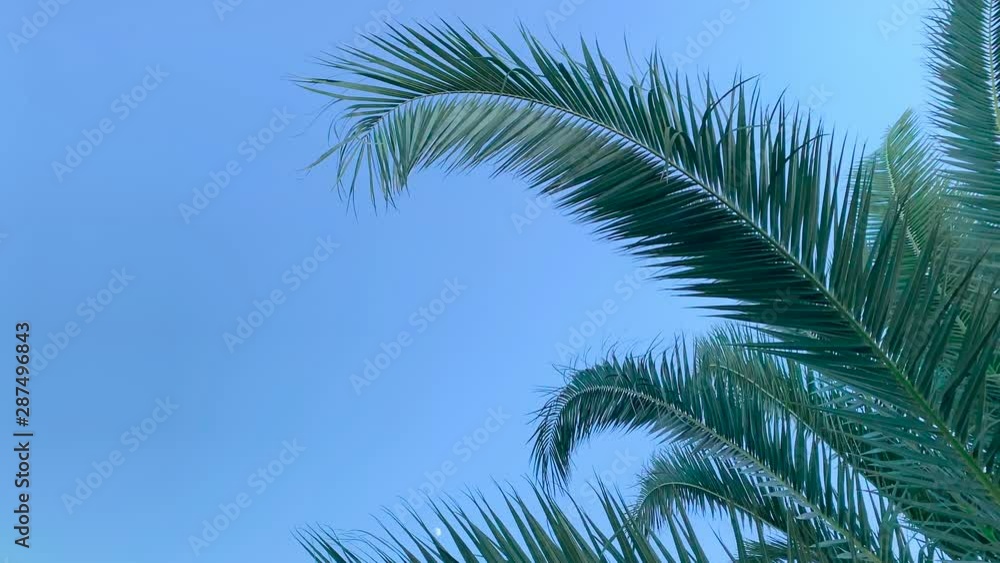 view of palms in a sunny day view of palms in a sunny day
