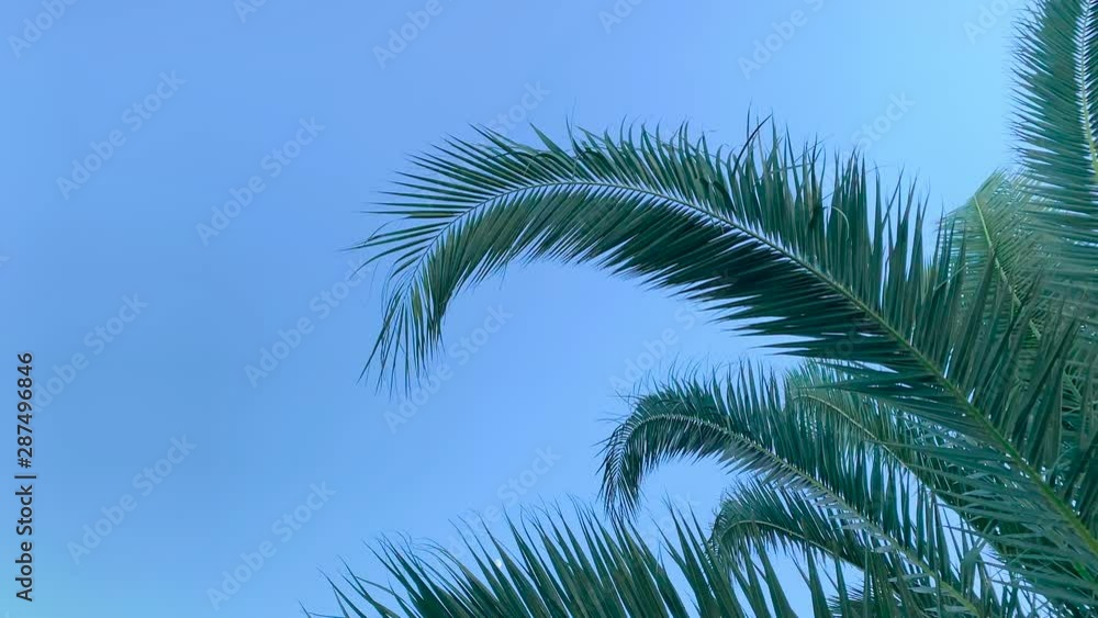 view of palms in a sunny day view of palms in a sunny day