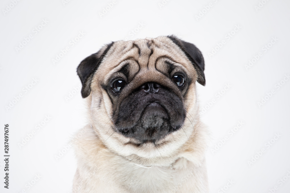 dog pug breed smile with happiness feeling so funny and making serious face isolated on white background,Purebred pug dog healthy Concept