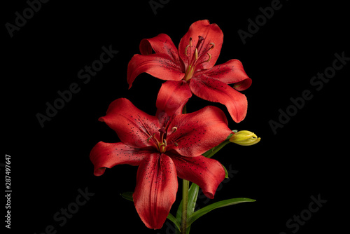 Two Orange Tiger Lily Flowers Isolated on Black Background.