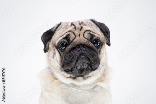 dog pug breed smile with happiness feeling so funny and making serious face isolated on white background,Purebred pug dog healthy Concept