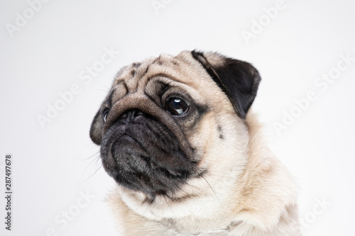 dog pug breed smile with happiness feeling so funny and making serious face isolated on white background,Purebred pug dog healthy Concept © 220 Selfmade studio