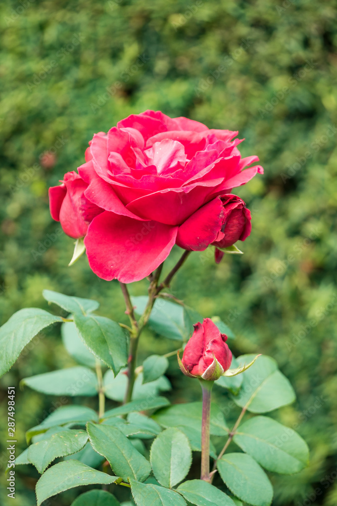 Obraz premium close up of red roses blooming in the garden with green background