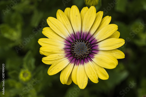 top view of a single beautiful yellow flower with dense petals blooming under the shade
