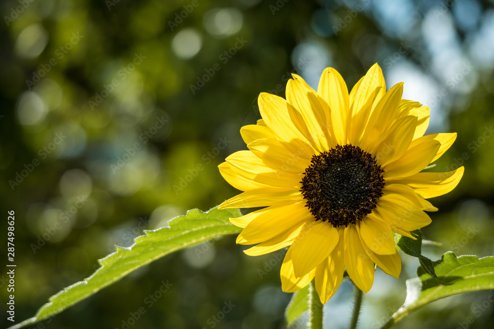 Obraz premium close up of yellow sunflower blooming on a sunny day in the garden with blurry green background 