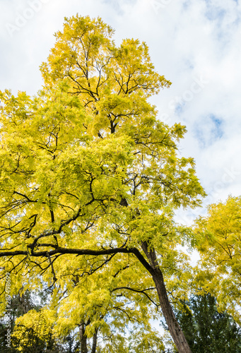 Fototapeta Naklejka Na Ścianę i Meble -  trees in the park filled with golden leaves under cloudy sky