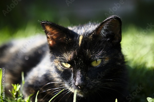 A black cat with a red one on a traver is beautiful. Aesthetics of the cat world