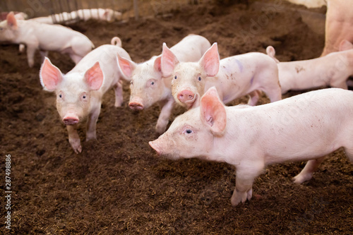 Many pigs are walking on the chaff in an organic pig farm. Rural farm livestock