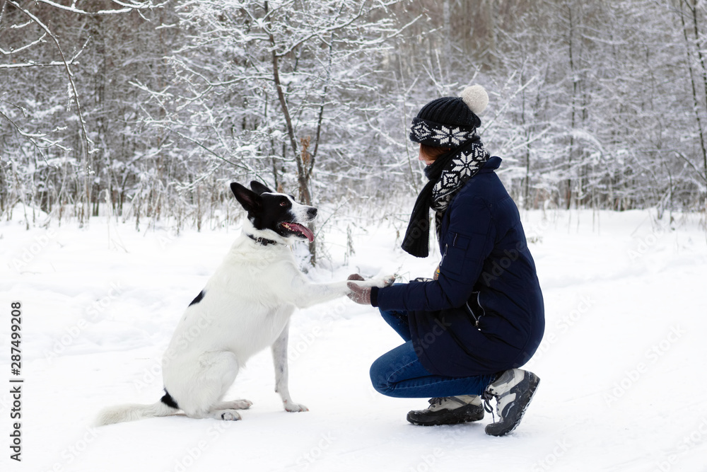 Obraz premium Big black-white dog is giving a paw its owner on a background of winter snowy forest.