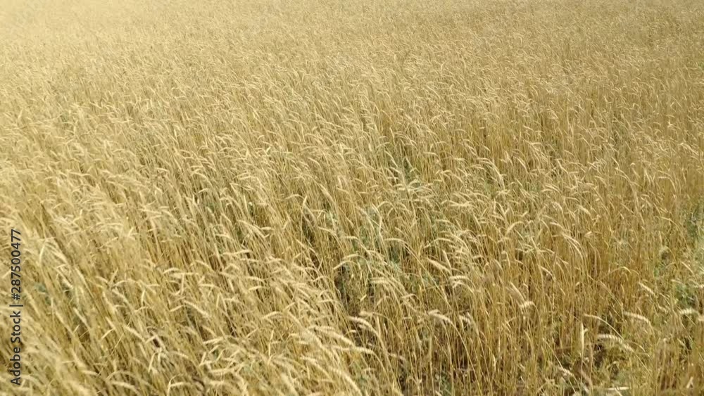 field of ripening wheat . Spikelets of wheat with grain shakes wind. grain harvest ripens in summer. agricultural business concept. environmentally friendly wheat field of ripening wheat . Spikelets of wheat with grain shakes wind. grain harvest ripens in summer. agricultural business concept. environmentally friendly wheat