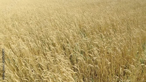 field of ripening wheat . Spikelets of wheat with grain shakes wind. grain harvest ripens in summer. agricultural business concept. environmentally friendly wheat