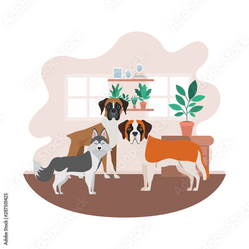 cute and adorable dogs in living room