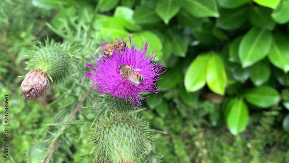 Bees collect nectar on the flowers of thistles Bees collect nectar on the flowers of thistles
