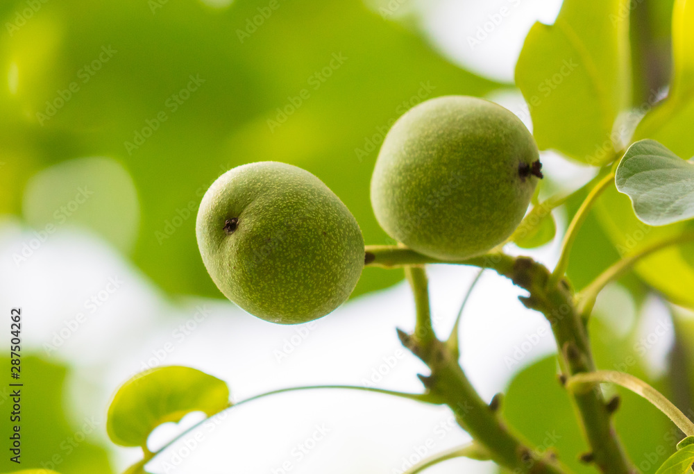 Green fruits on a walnut in nature