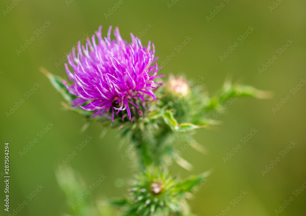 Flowers on a spiny plant in nature Flowers on a spiny plant in nature