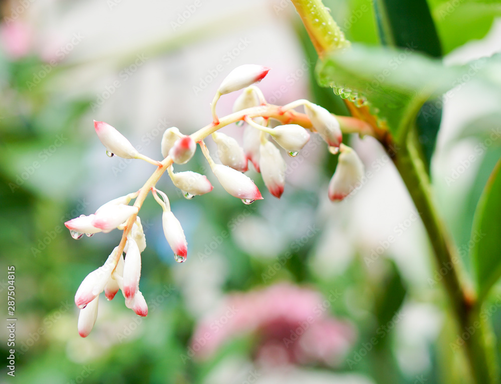 月桃 ゲットウ 沖縄の植物 サンニン Stock Photo Adobe Stock 月桃 ゲットウ 沖縄の植物 サンニン Stock Photo Adobe Stock