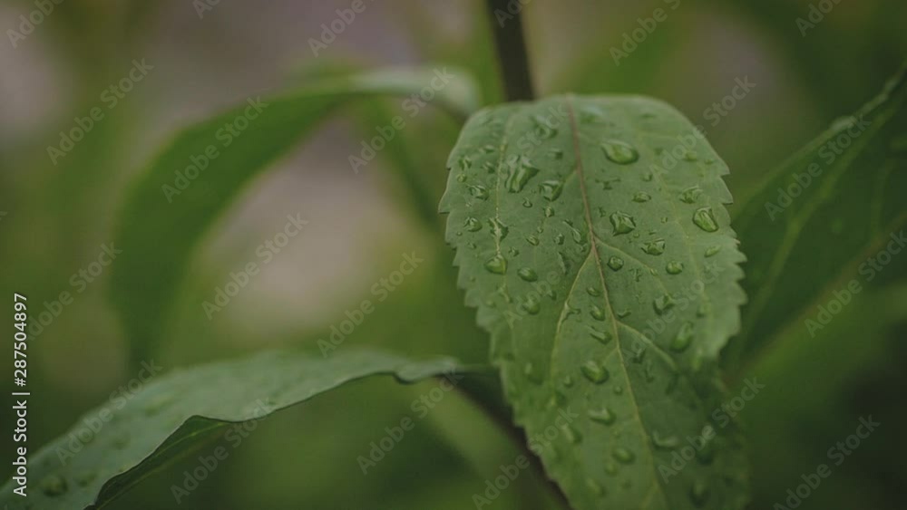 Slow motion dolly in close up shot of raindrops on leaves come in focus