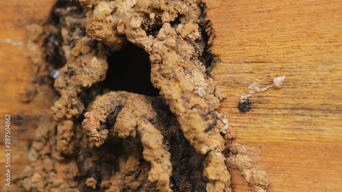 Stingless bee flying arriving at nest (Sao Paulo, Brazil) photo