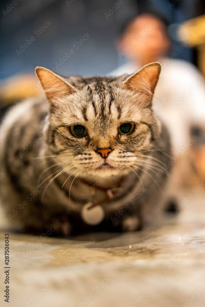 portrait of a striped brown with white american shorthair cat.