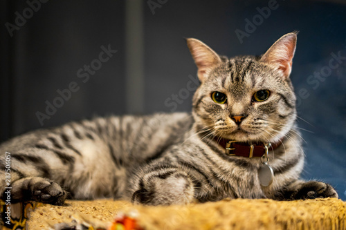 Fotografija portrait of a striped brown with white american shorthair cat, lazy cat