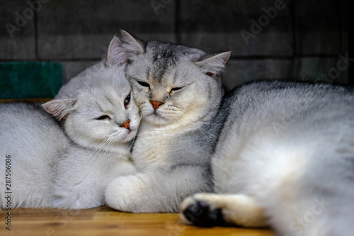 closeup of two sleeping cuddling cats together british shorthair pet couple