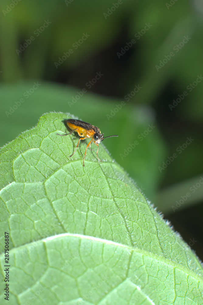小さい虫 小さい虫