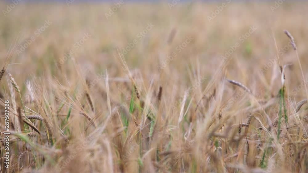 Close-up view of a wheat field. Spikelets slowly swing in the wind. Close-up view of a wheat field. Spikelets slowly swing in the wind.