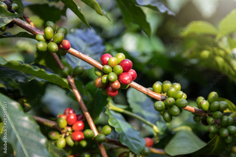 Coffee bean,Arabicas Coffee Tree